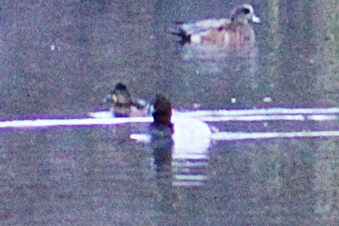 Murgilari bizkarzuria - ML644733887