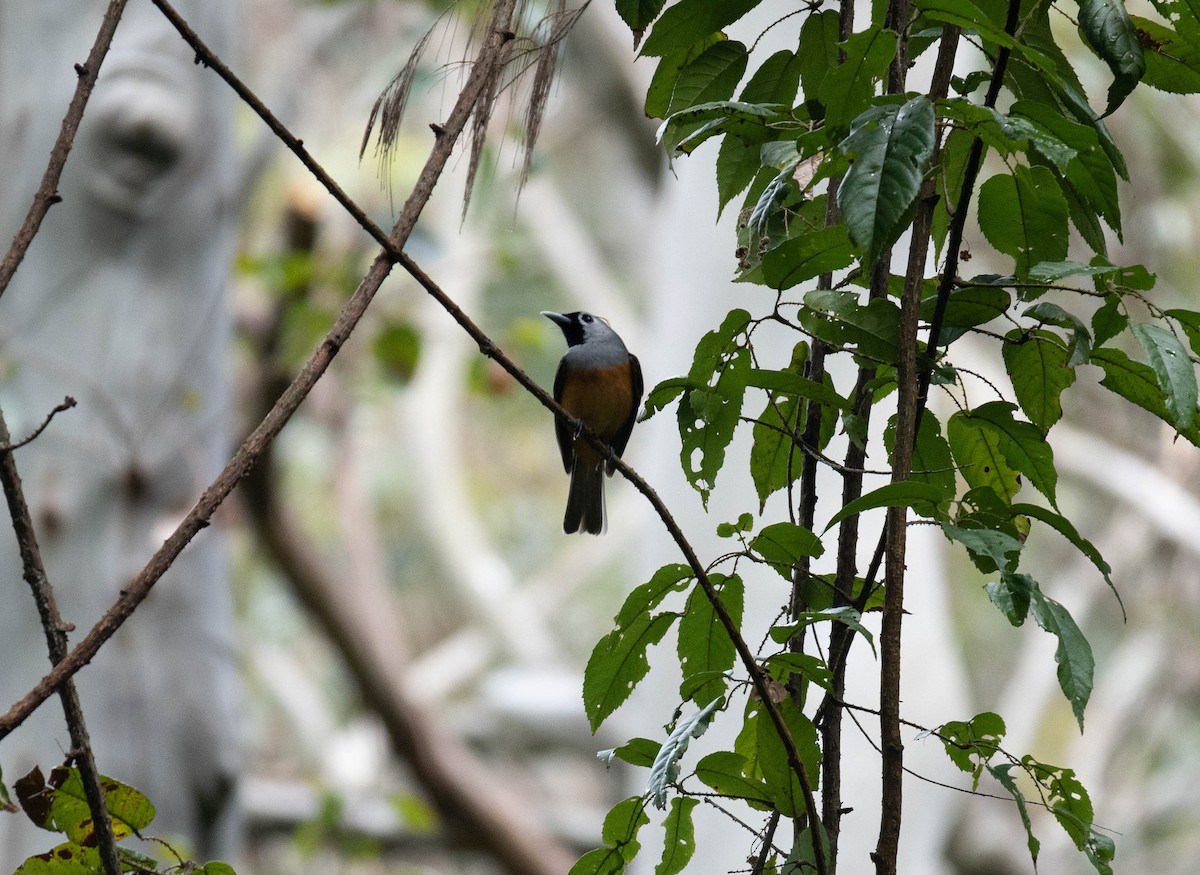 Black-faced Monarch - ML644733892