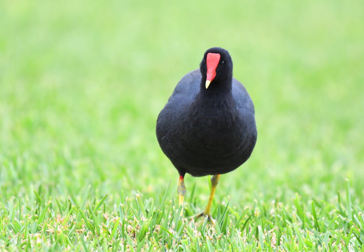 アメリカバン - ML644733895