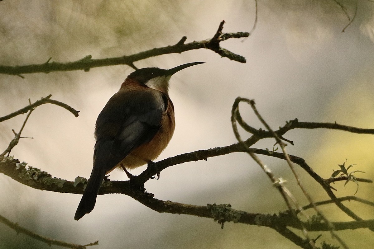 jehlozobka východní - ML644733896