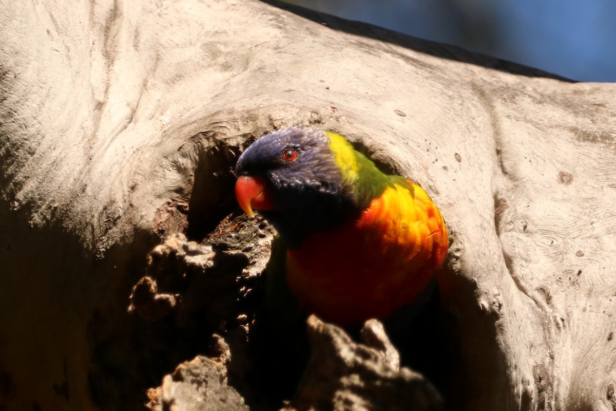 lori duhový - ML644733898