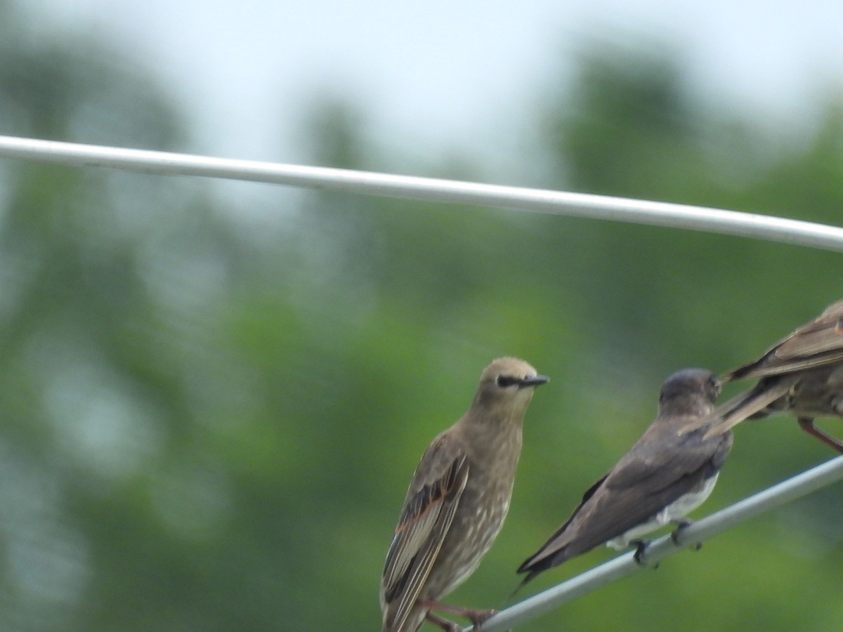 Purple Martin - ML644733902
