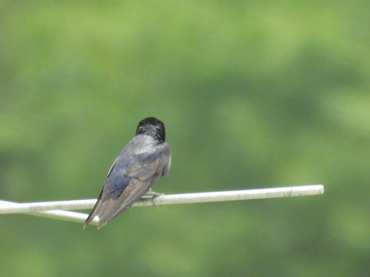Purple Martin - ML644733903