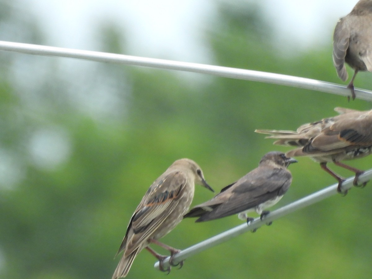 Purple Martin - ML644733904