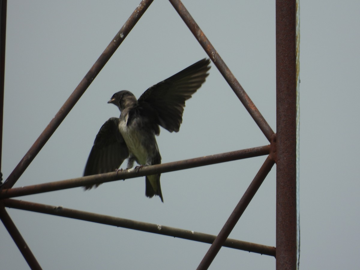 Purple Martin - ML644733906