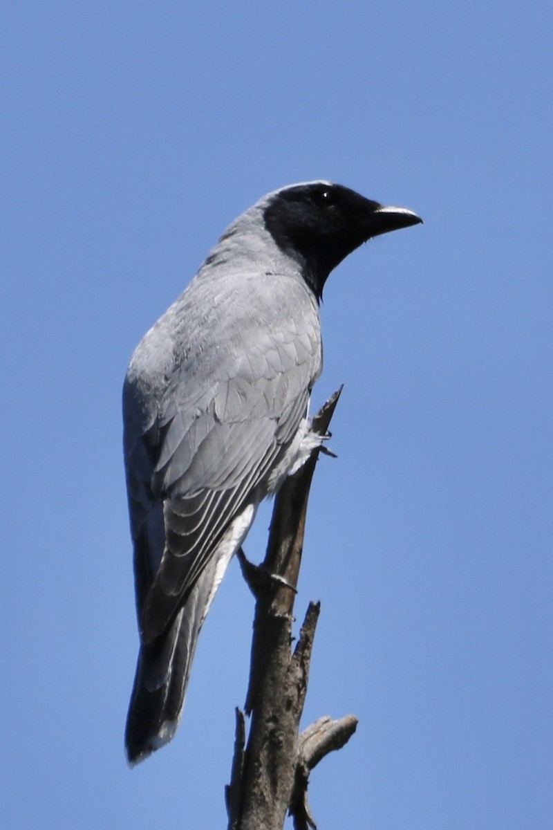 Black-faced Cuckooshrike - ML644733910