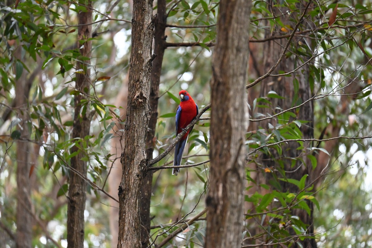 Crimson Rosella - ML644733914