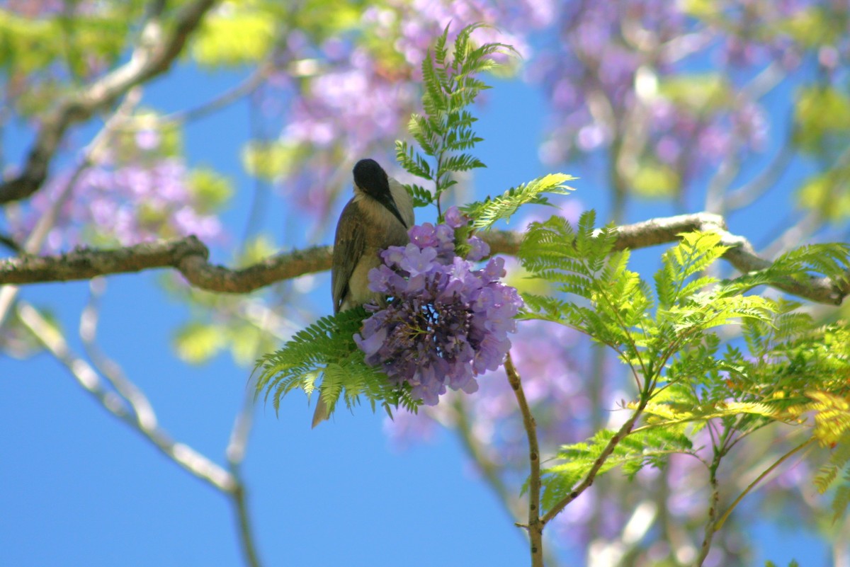 Noisy Friarbird - ML644733934
