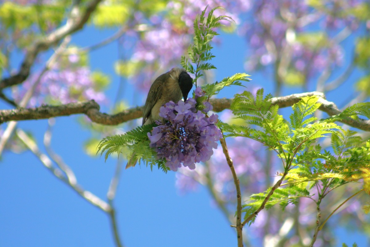 Noisy Friarbird - ML644733935
