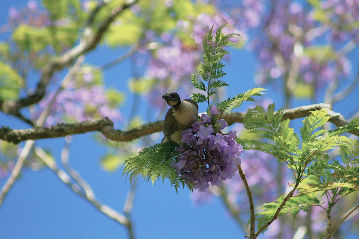 Noisy Friarbird - ML644733936