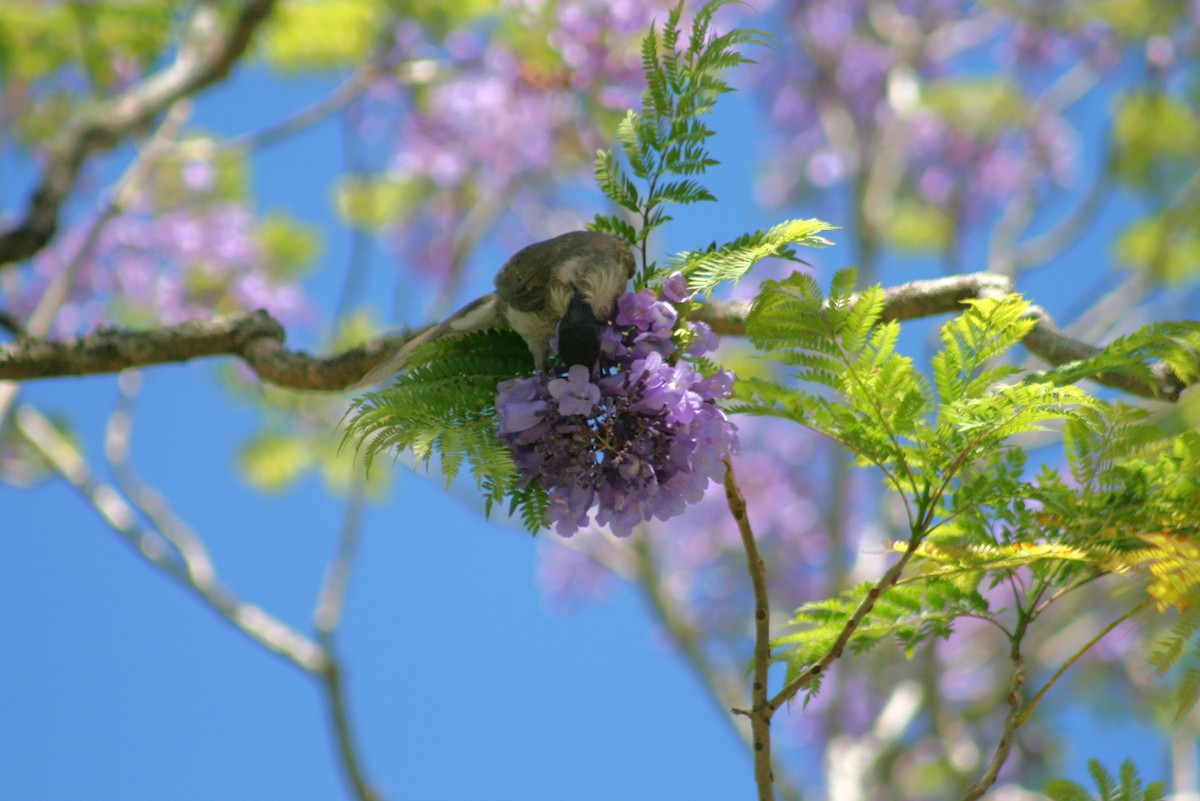 Noisy Friarbird - ML644733938