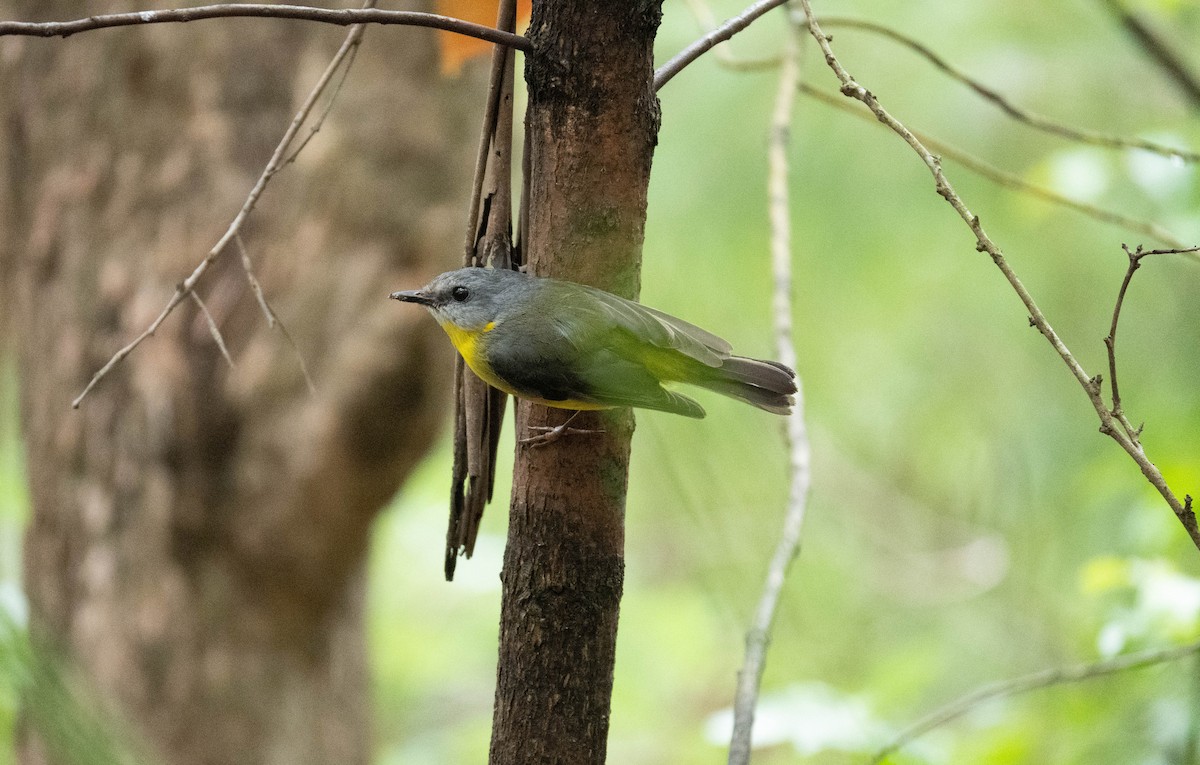 Жёлтая дриада - ML644733939