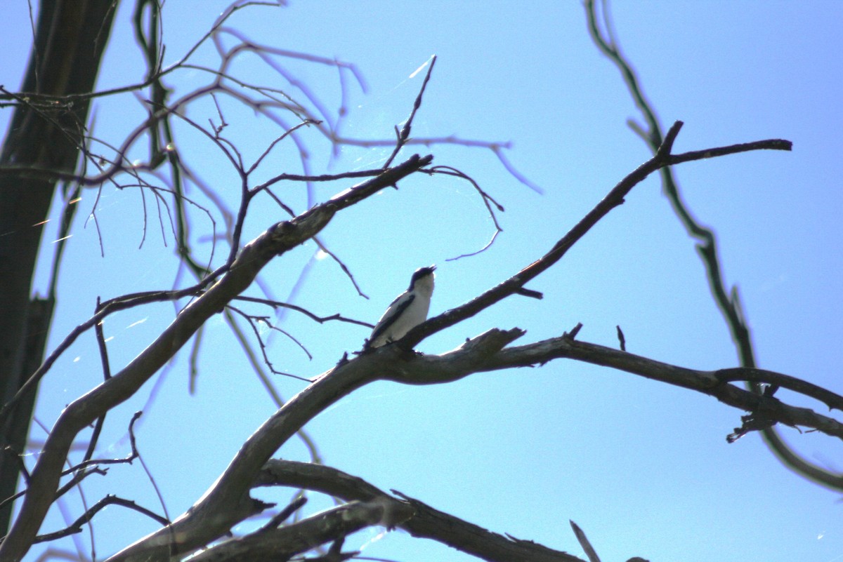 White-winged Triller - ML644733944