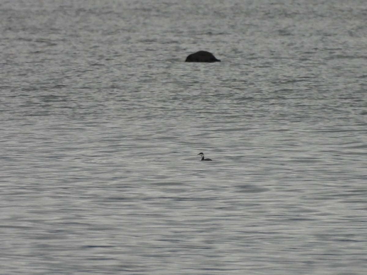 ミミカイツブリ - ML644733946