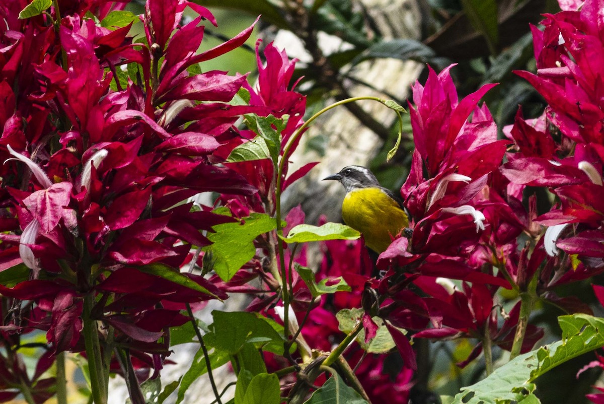 Bananaquit - ML644733947