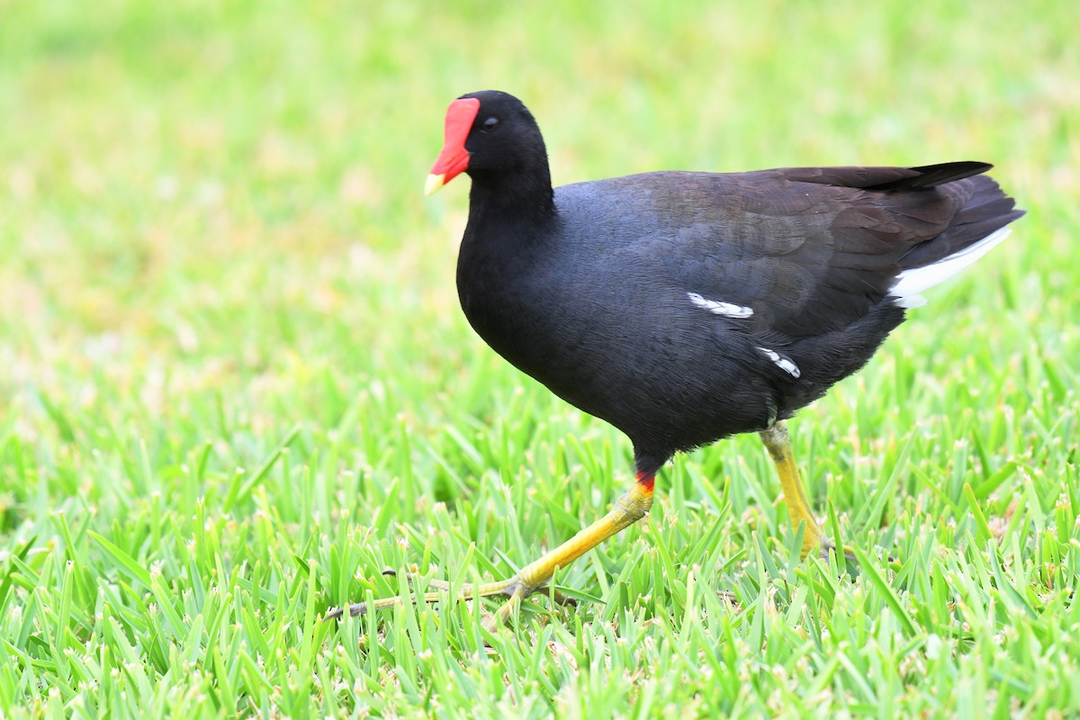 アメリカバン - ML644733948