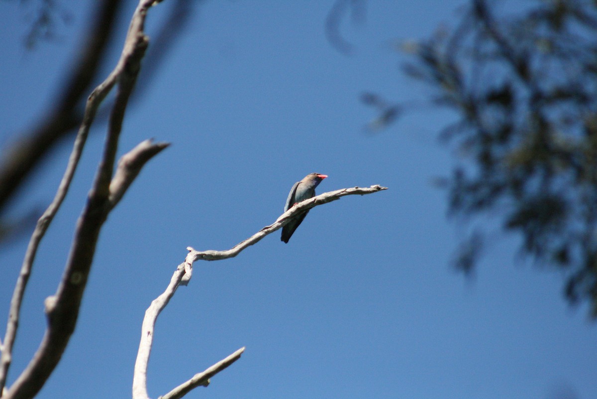 Dollarbird - ML644733953