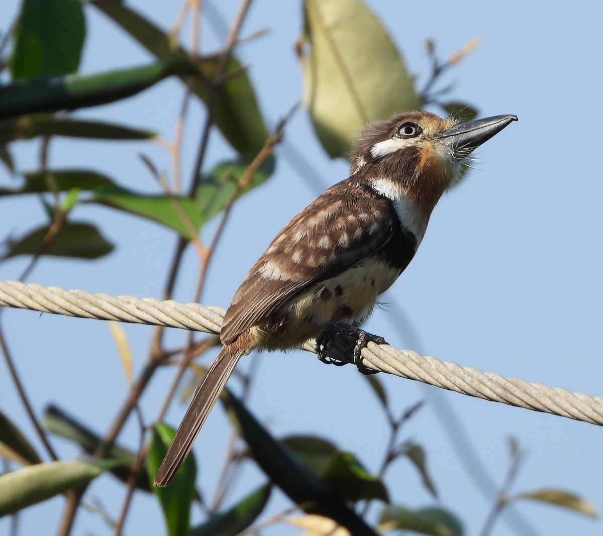 Russet-throated Puffbird - ML644733954