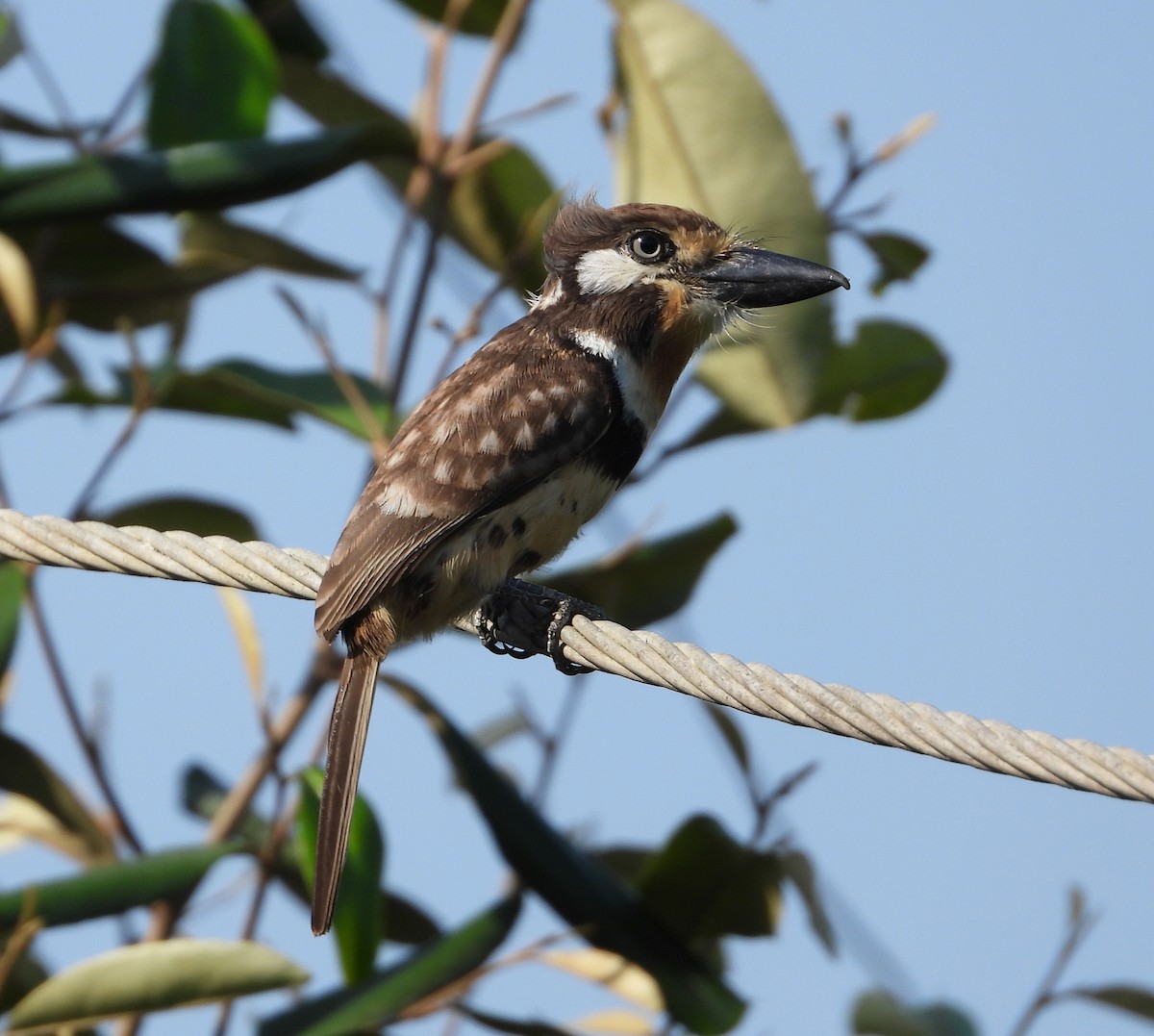 Russet-throated Puffbird - ML644733955