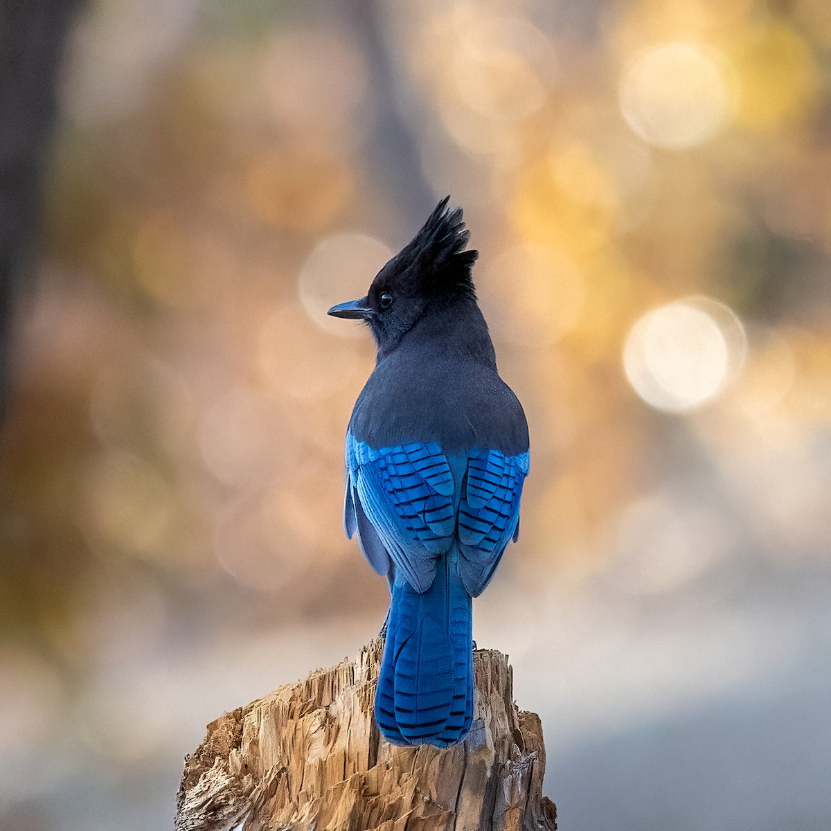 Steller's Jay - ML644733967