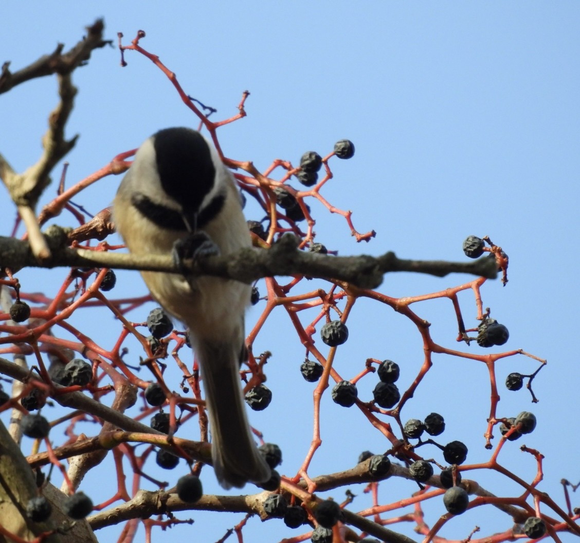 Mésange de Caroline - ML644733973