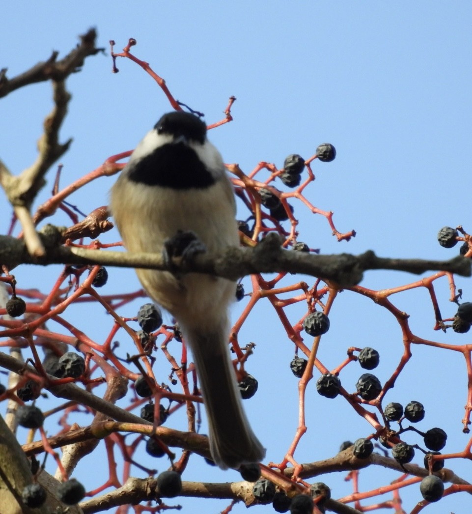 Mésange de Caroline - ML644733974