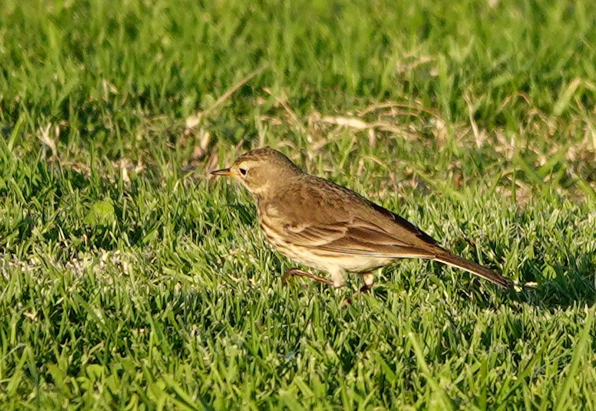 Txirta amerikarra - ML644733979