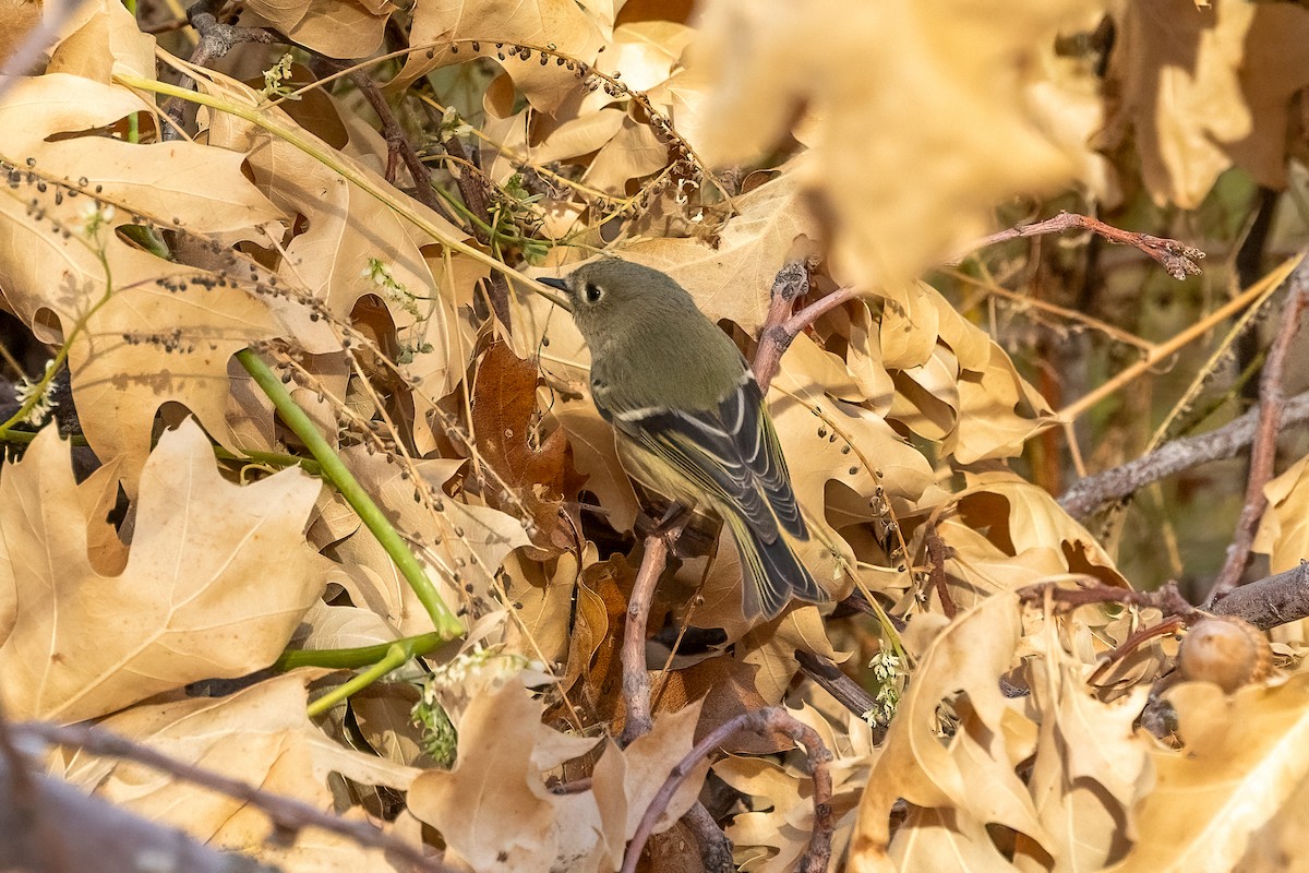 Ruby-crowned Kinglet - ML644733983