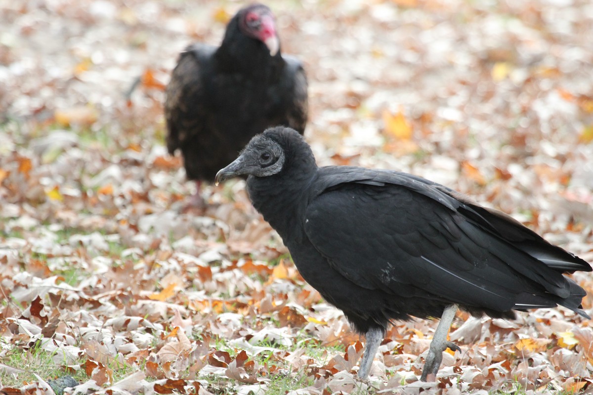 Black Vulture - ML644733988