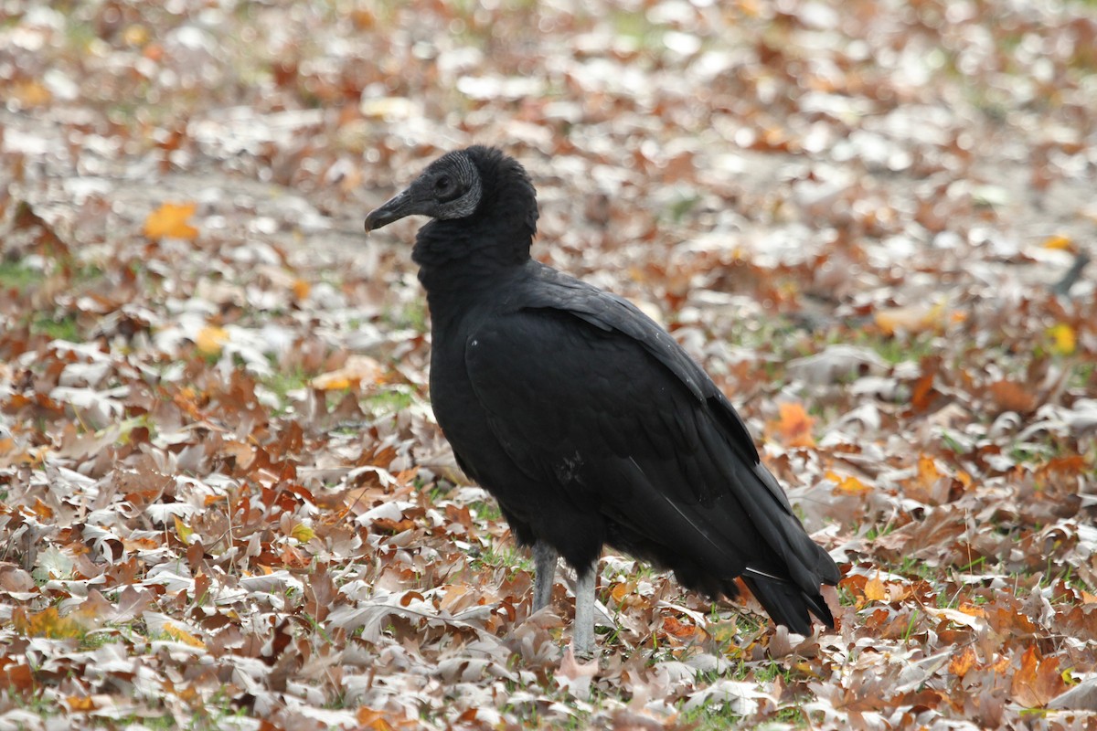 Black Vulture - ML644733990