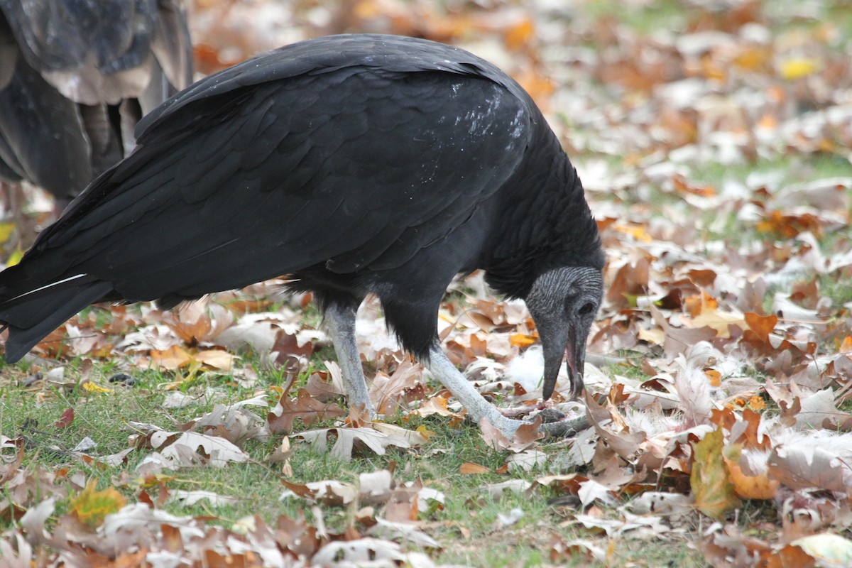 Black Vulture - ML644733991