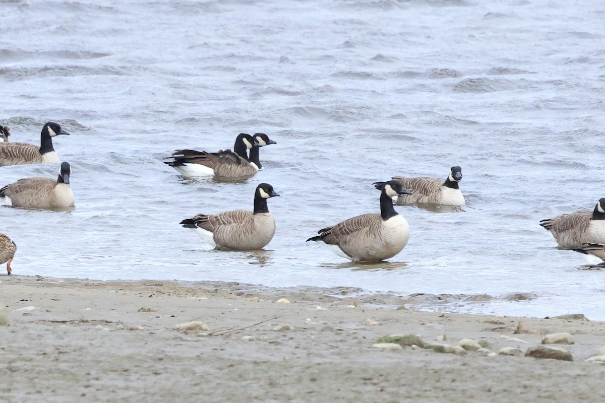 Cackling Goose - ML644733997