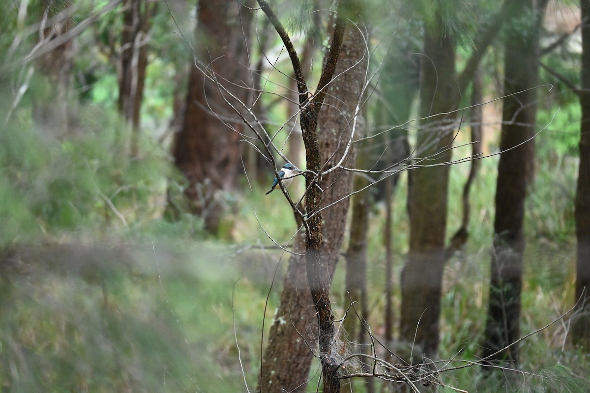 Sacred Kingfisher - ML644734009