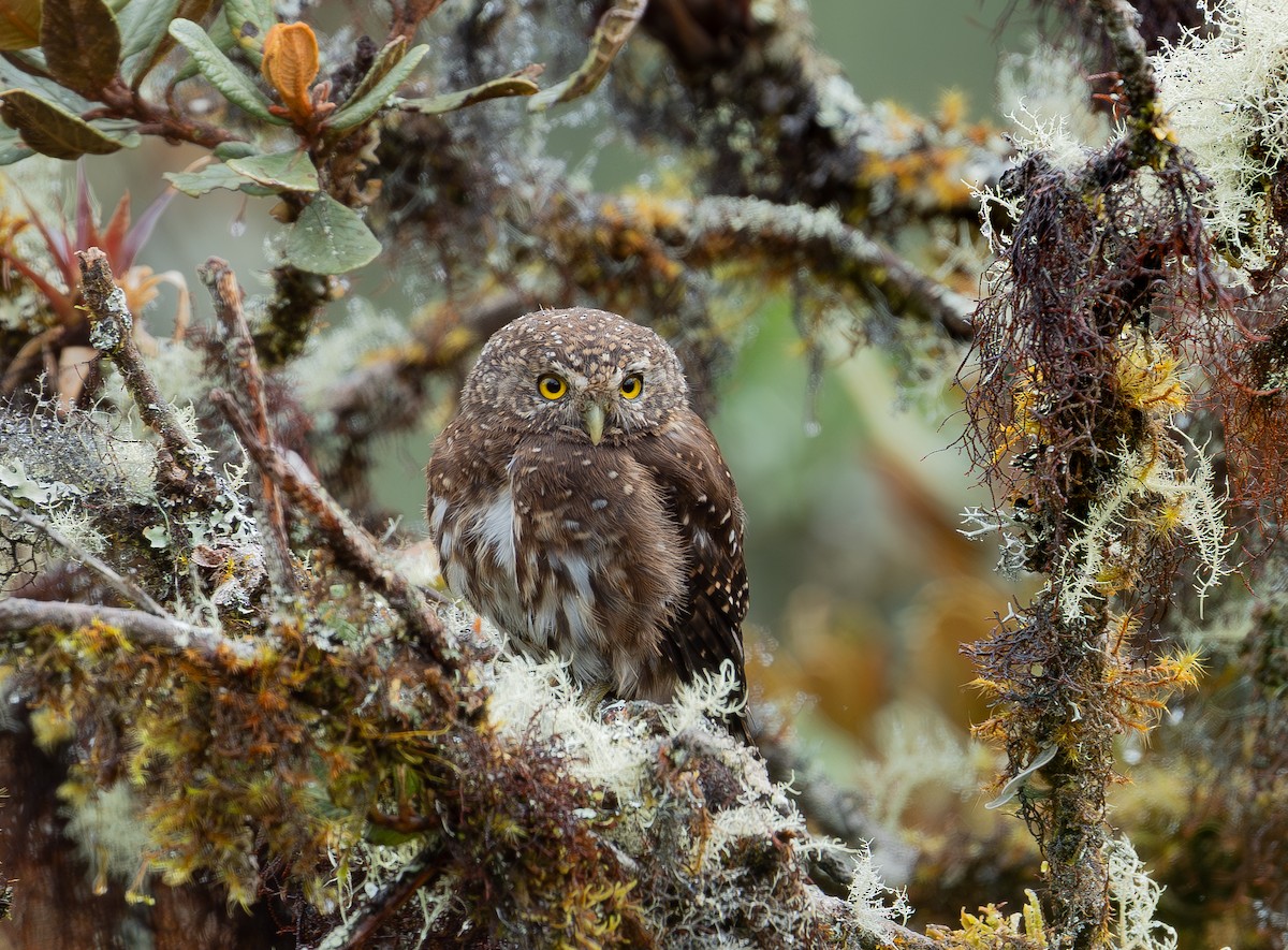 Mochuelo Boliviano - ML644734010