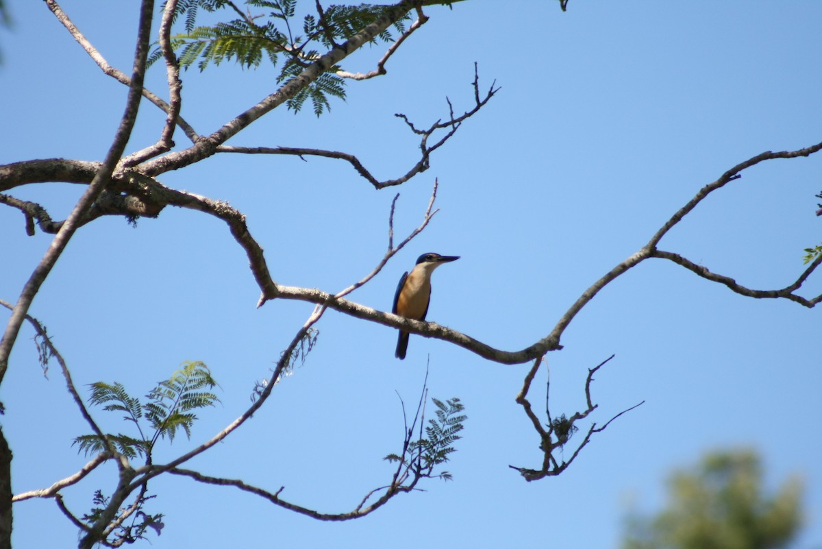 Sacred Kingfisher - ML644734011