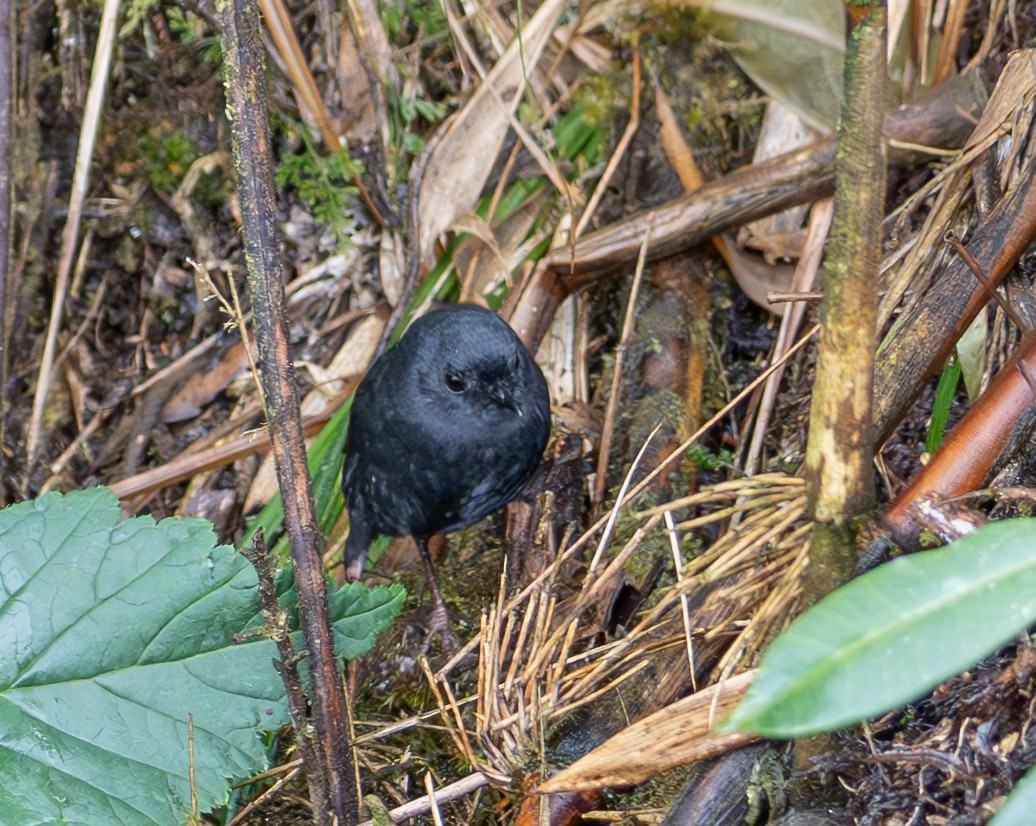 ウテクバンバオタテドリ - ML644734021