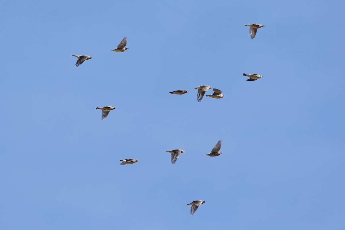 Cedar Waxwing - ML644734022