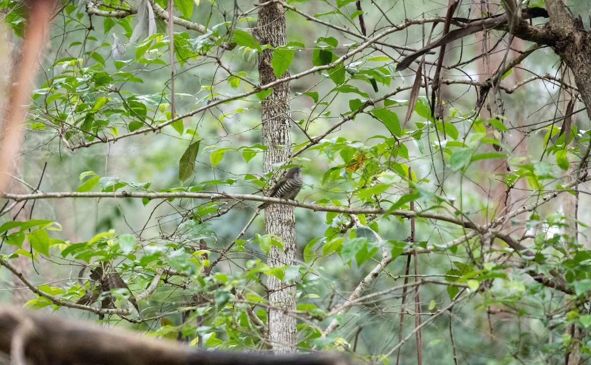 Shining Bronze-Cuckoo - ML644734026