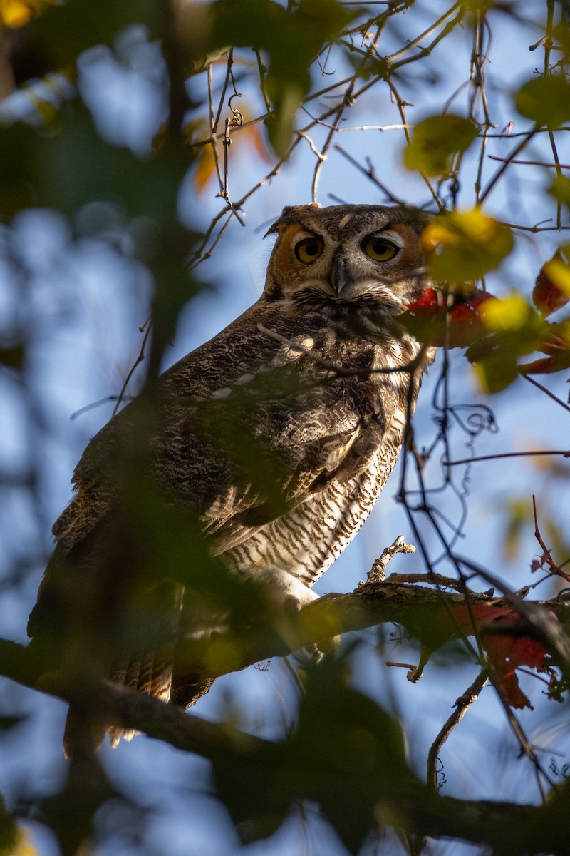 Great Horned Owl - ML644734031