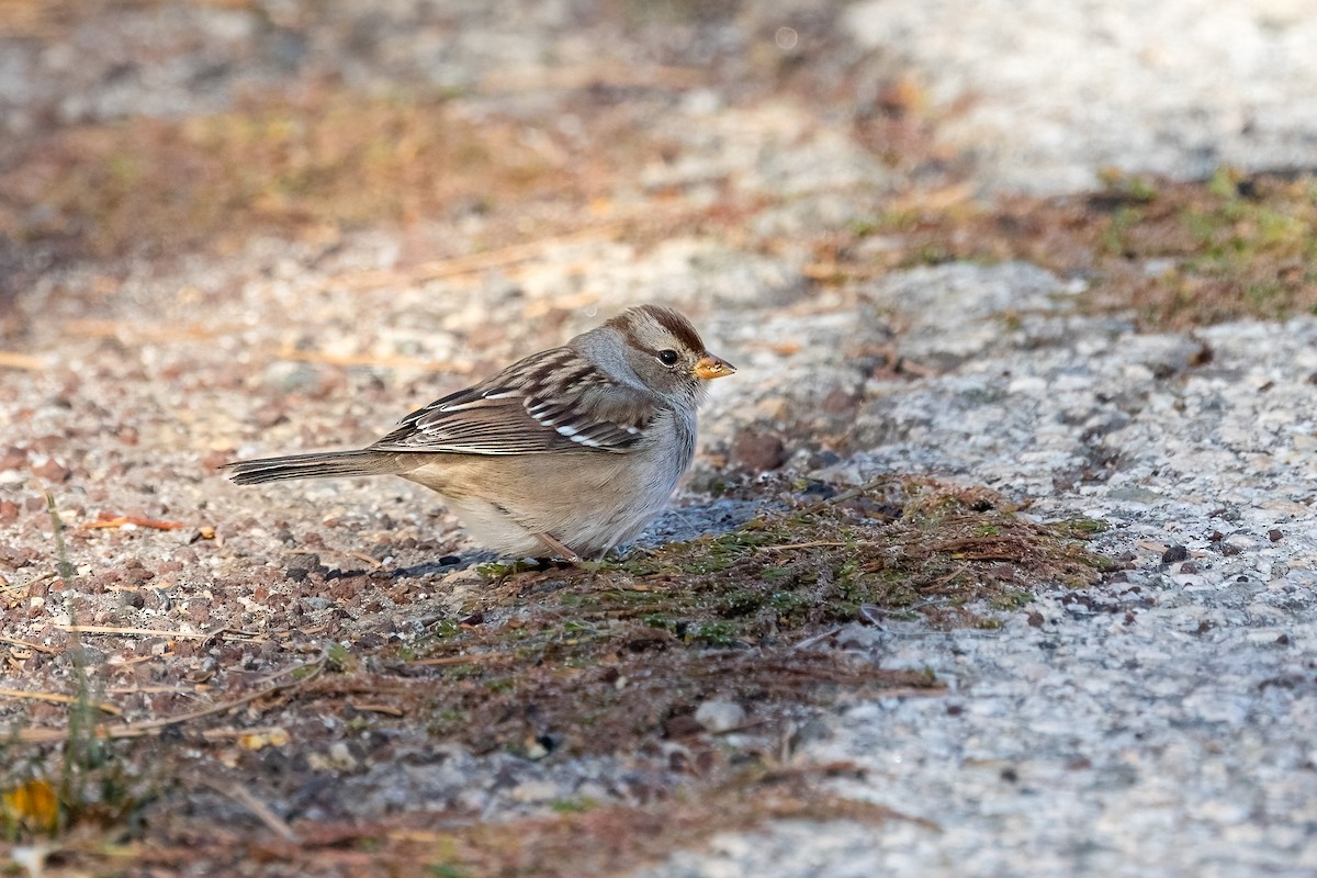 Белобровая овсянка - ML644734036