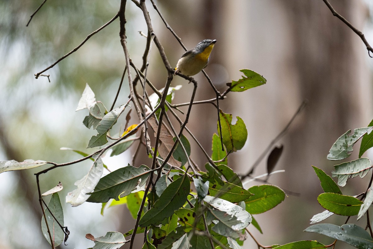 Spotted Pardalote - ML644734040