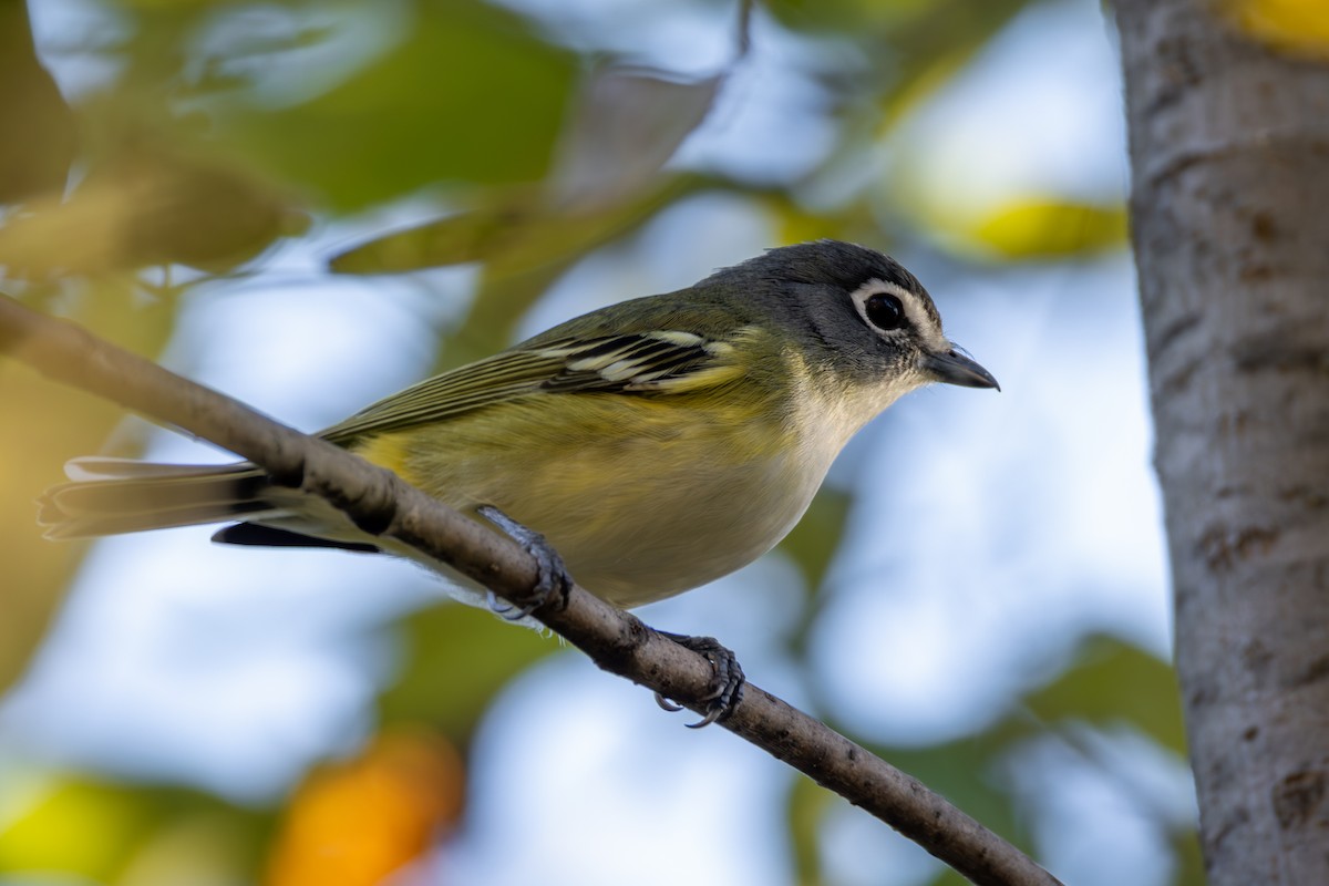 Blue-headed Vireo - ML644734041