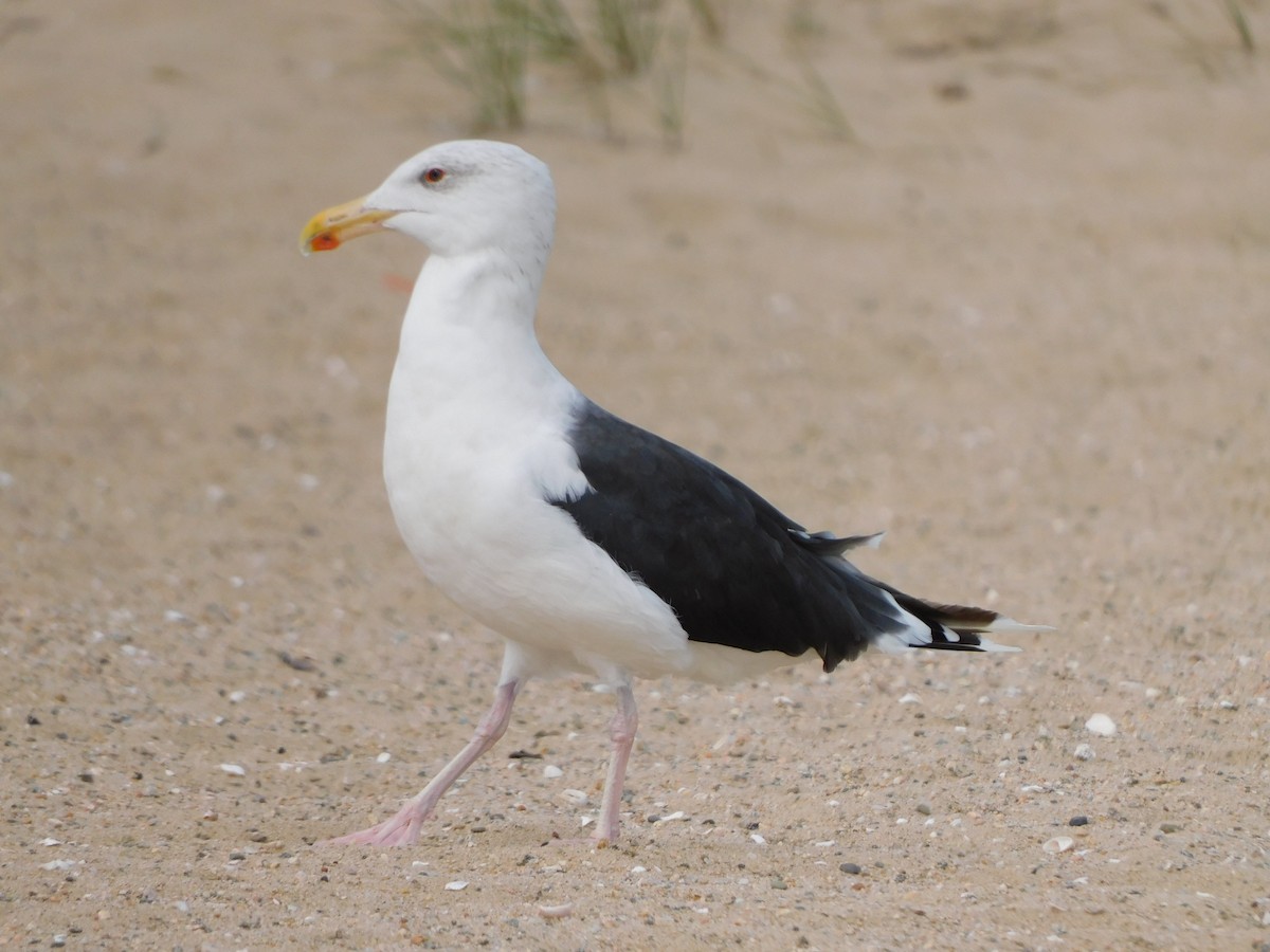 racek mořský - ML644734042