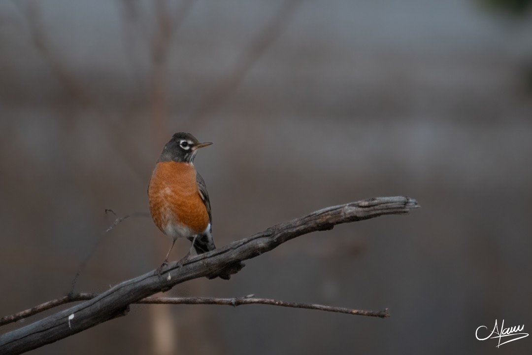 American Robin - ML644734046