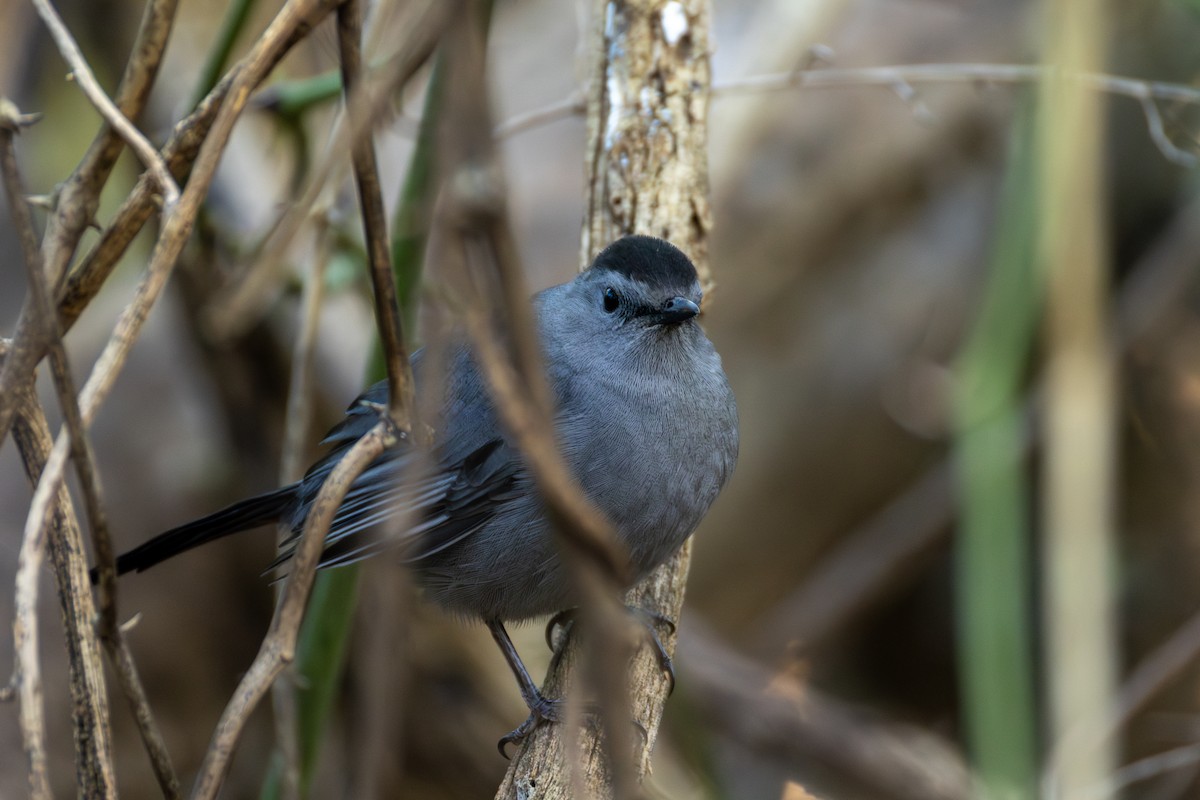 Miaulari grisa - ML644734047