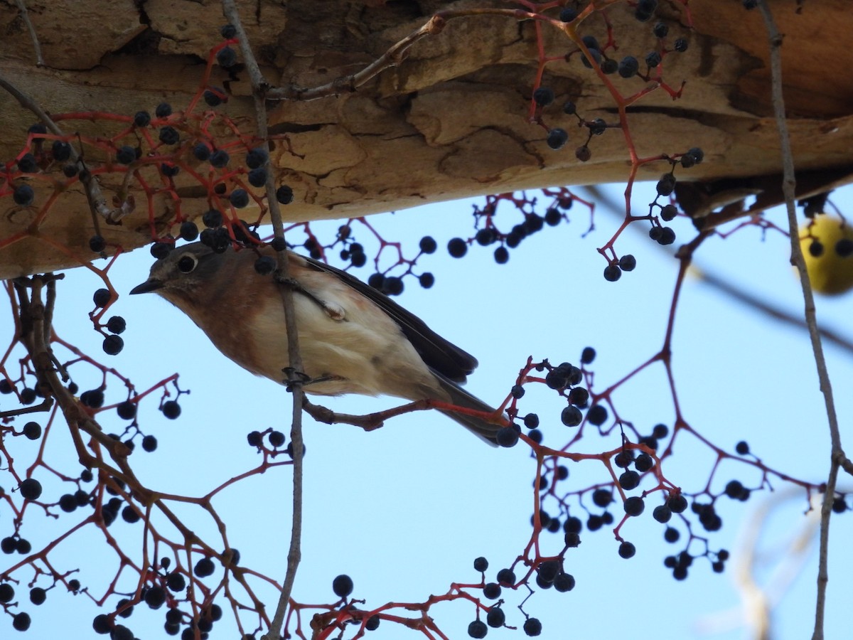 Merlebleu de l'Est - ML644734048