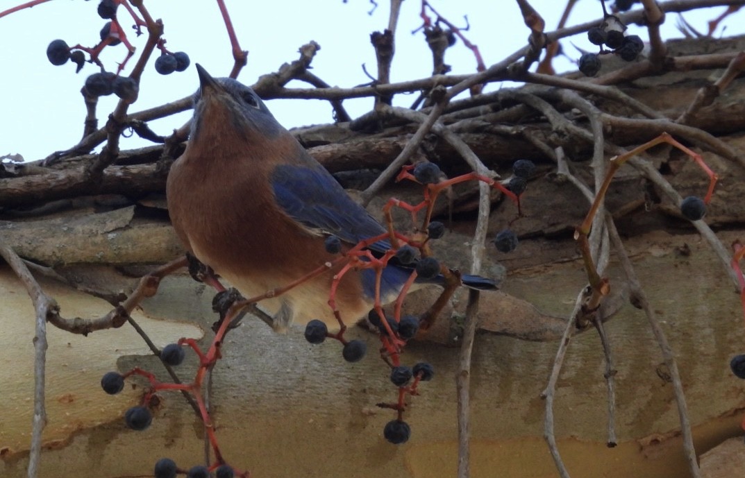 Merlebleu de l'Est - ML644734049