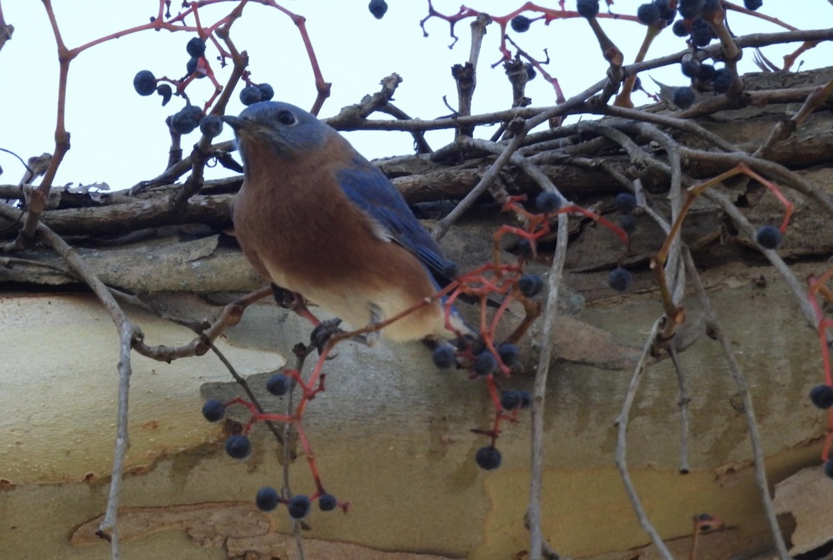 Merlebleu de l'Est - ML644734050