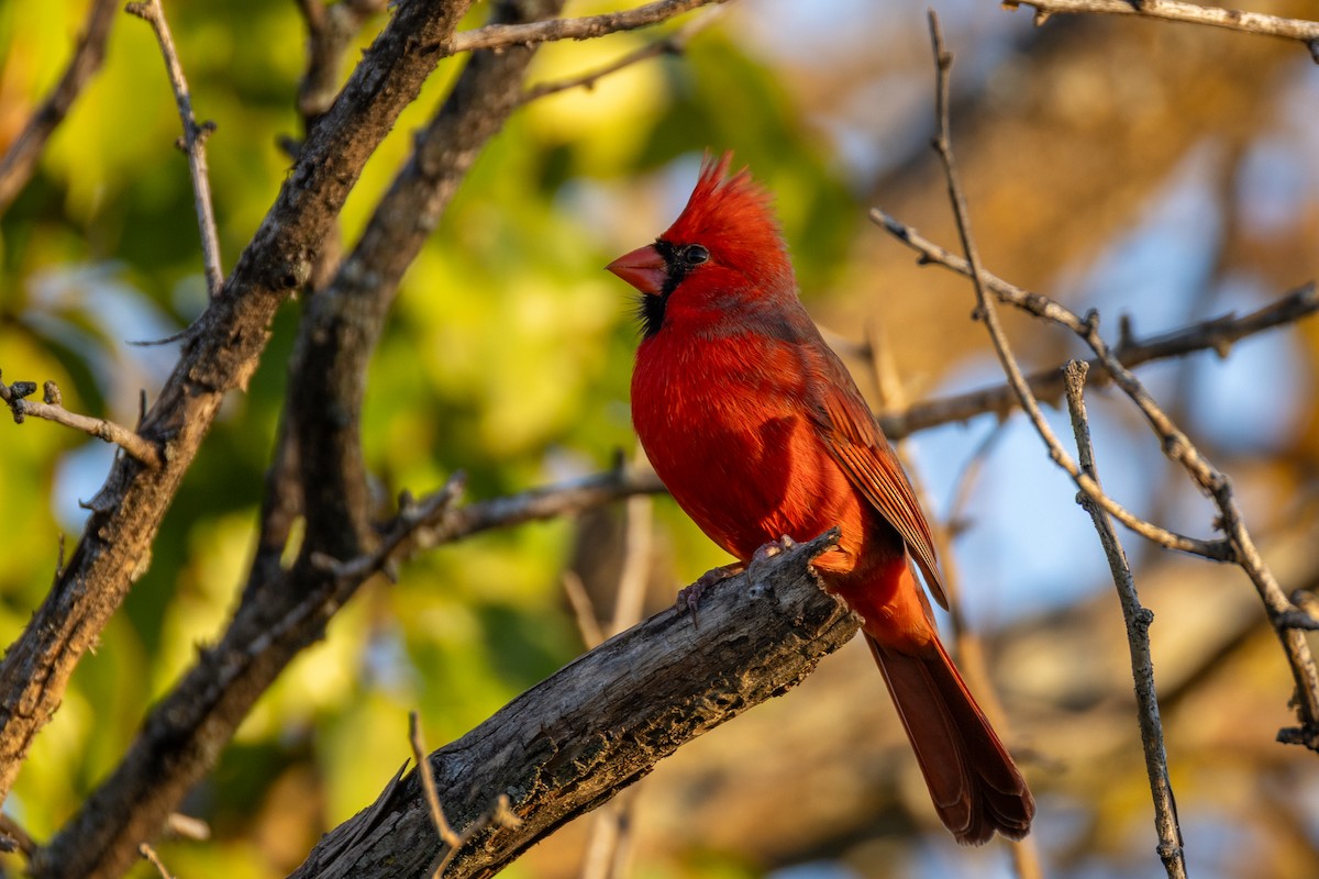 Cardinal rouge - ML644734051