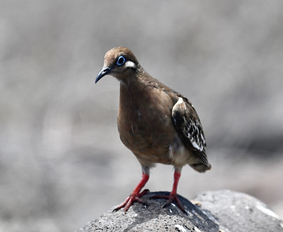 Galapagos Dove - ML644734052